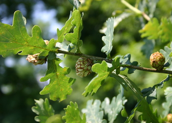 Stieleiche (Quercus robur) - © Emanuel Trummer